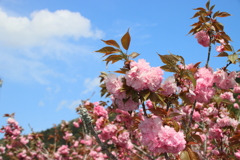 八重の桜は満開です