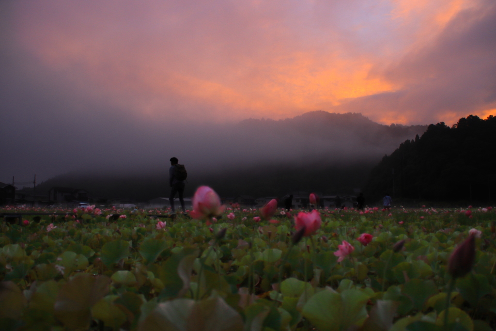 蓮の花苑