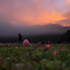 蓮の花苑