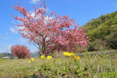八重桜とタンポポ