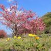 八重桜とタンポポ