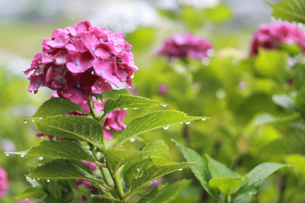 紫陽花