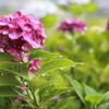 紫陽花