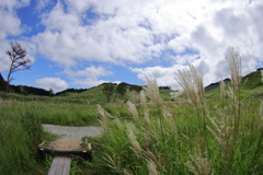 すすき