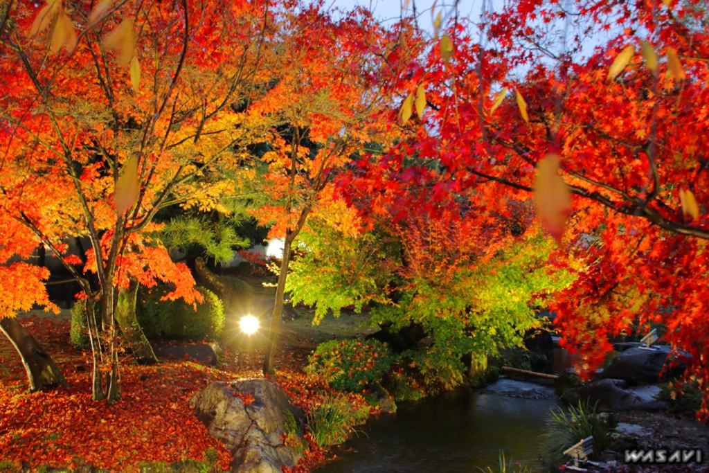 紅葉会　～もみじえ～