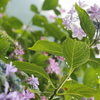 紫陽花