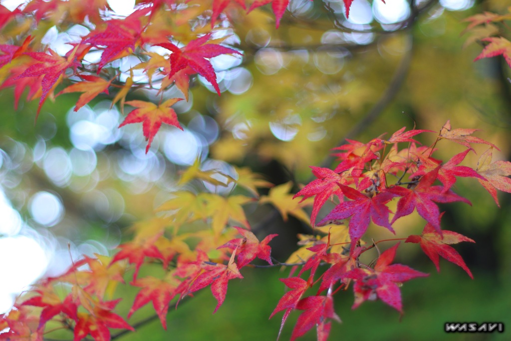 紅・黄・緑