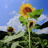 ひまわり　-sunflower-