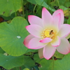 蓮の花苑