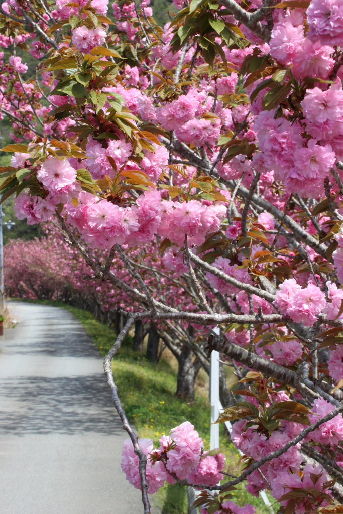 八重桜の小道