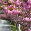 八重桜の小道