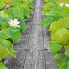 蓮の花苑