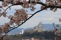 さくらと姫路城