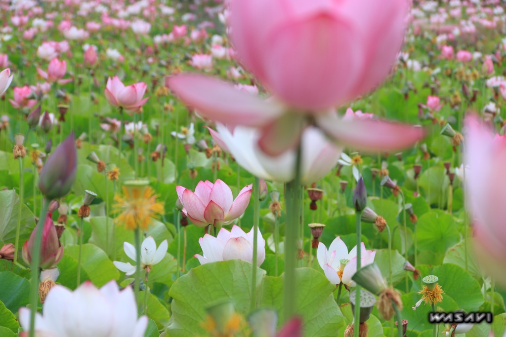 猛暑下の花畑