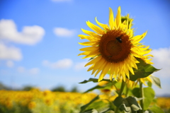 The Flower that Represents Summer