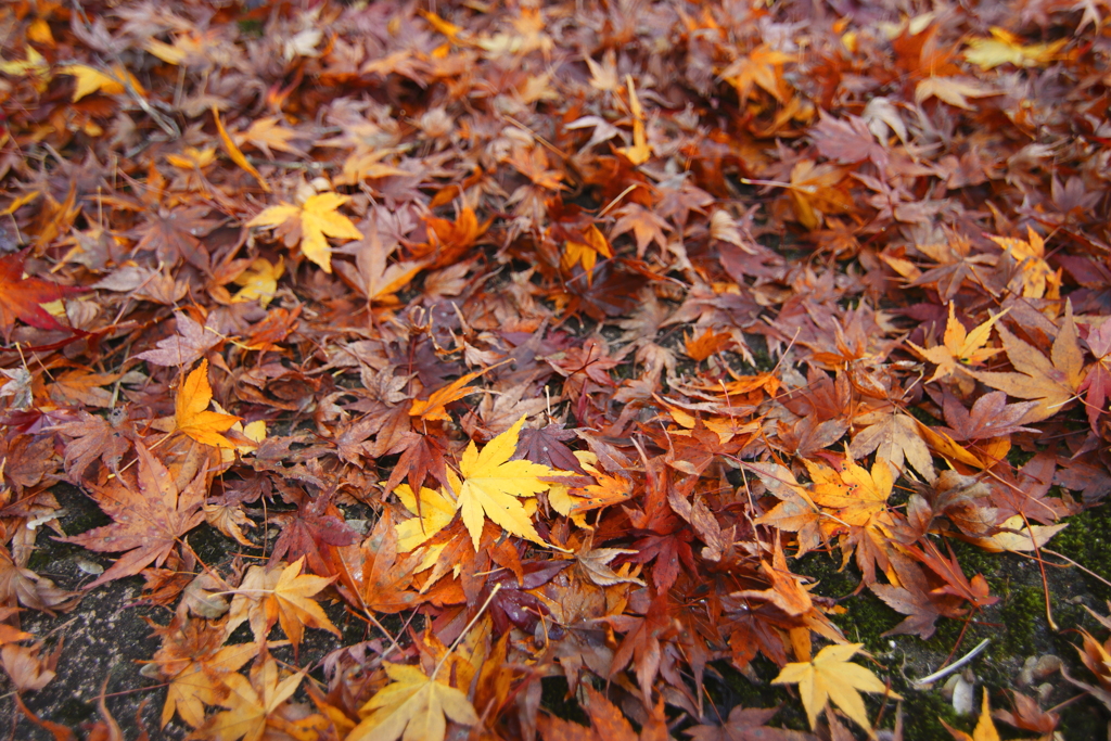 いつの間にか晩秋