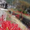彼岸花