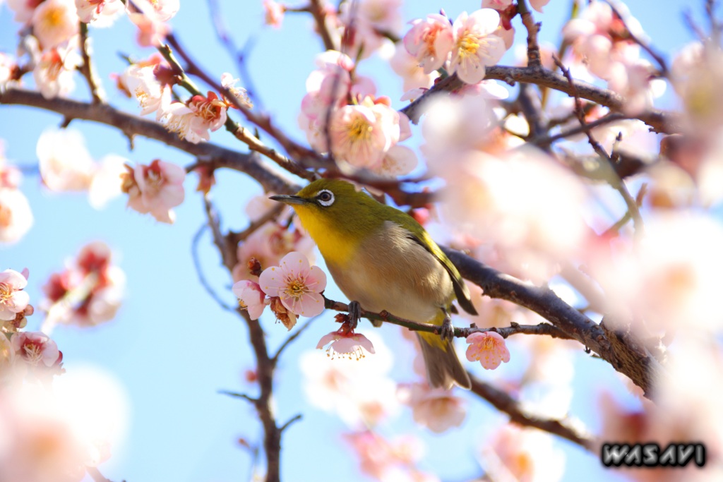 初春の花鳥