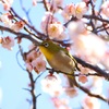 初春の花鳥