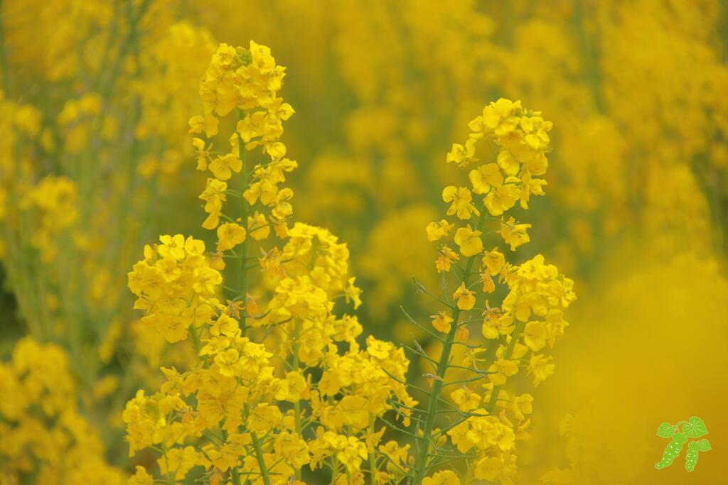 菜の花畑