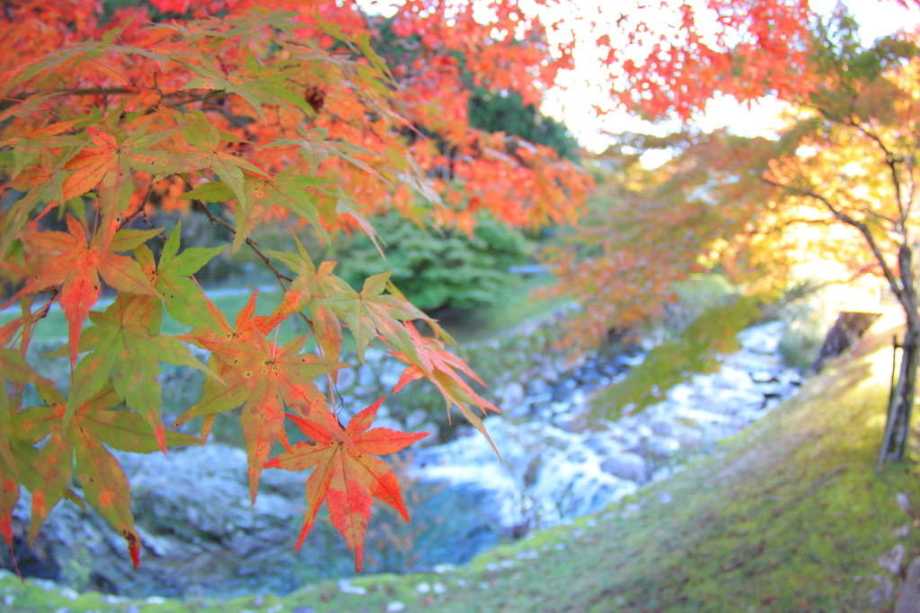 紅葉の滝水