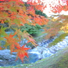 紅葉の滝水