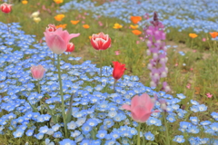 春の花