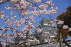 白鷺城＆さくら