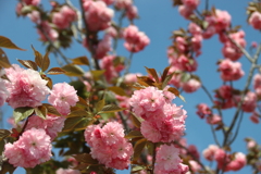 八重の桜