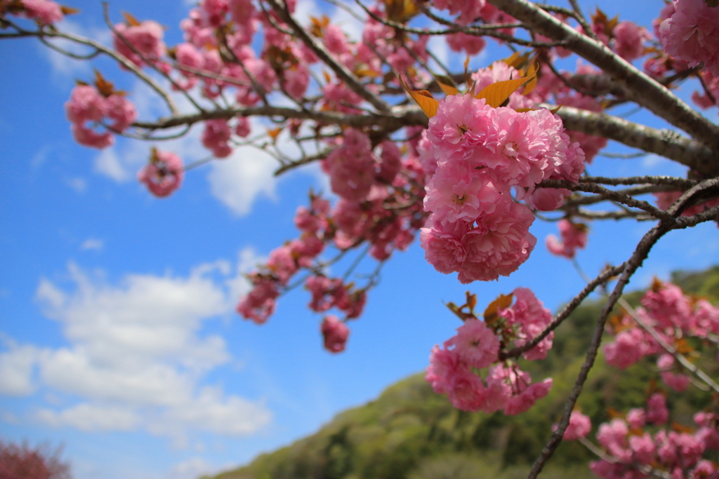 八重桜01