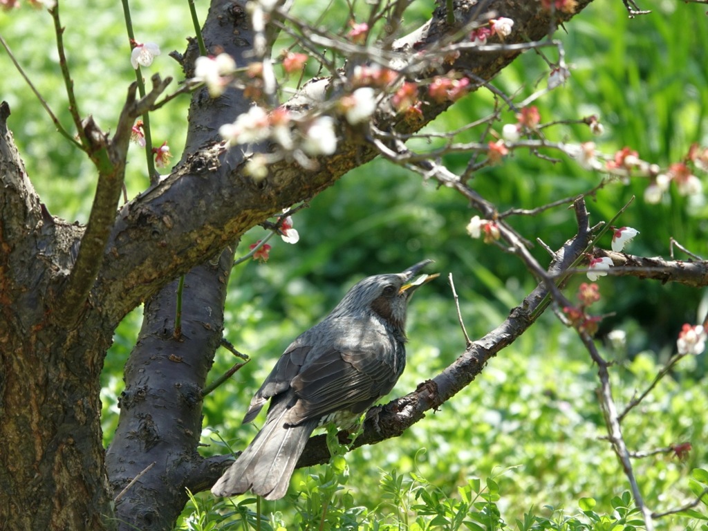 ウメジロー狙いでしたが...