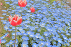 春の花