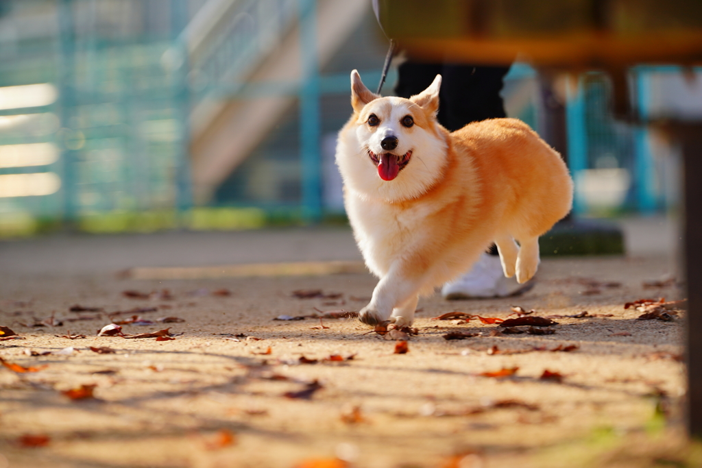 みつかった！、にて。