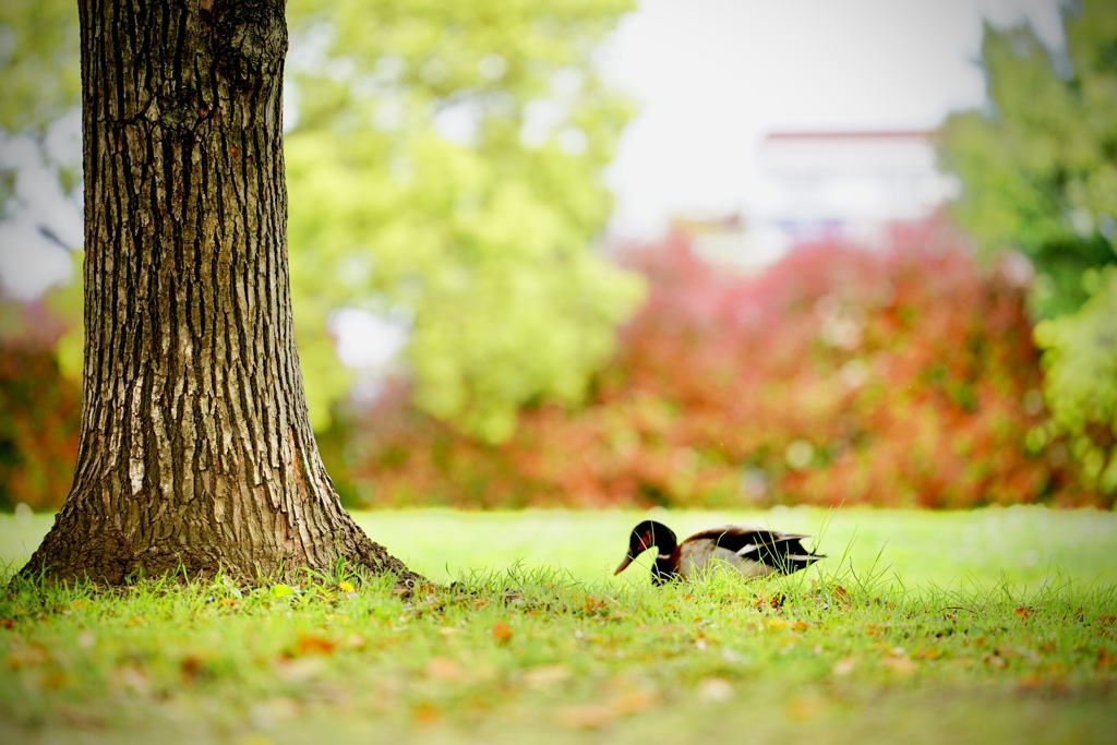 ネモフィラ公園、にて。