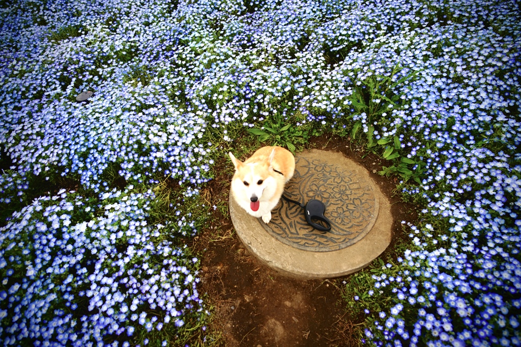 ネモフィラ公園、にて。