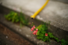 ひっそりと、にて。