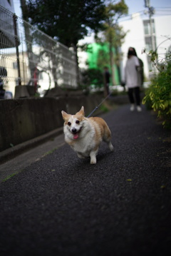 春の朝散歩にて。