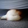 コギケツ、にて。