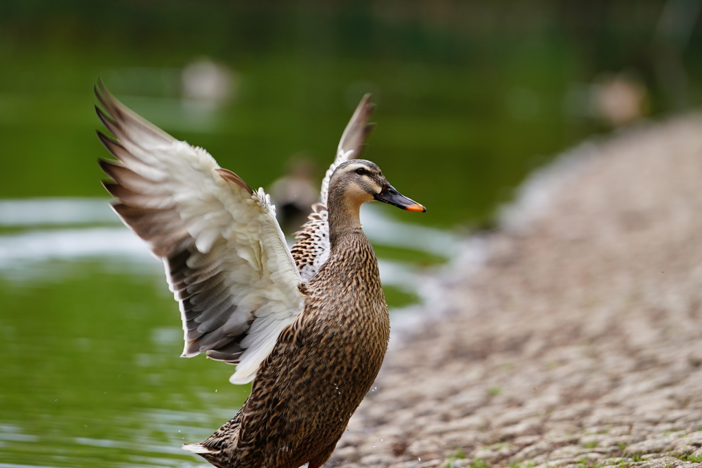 ネモフィラ公園、にて。