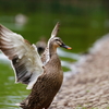 ネモフィラ公園、にて。