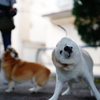 柴ドリル（失敗）、にて。
