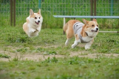 ドッグラン、にて。