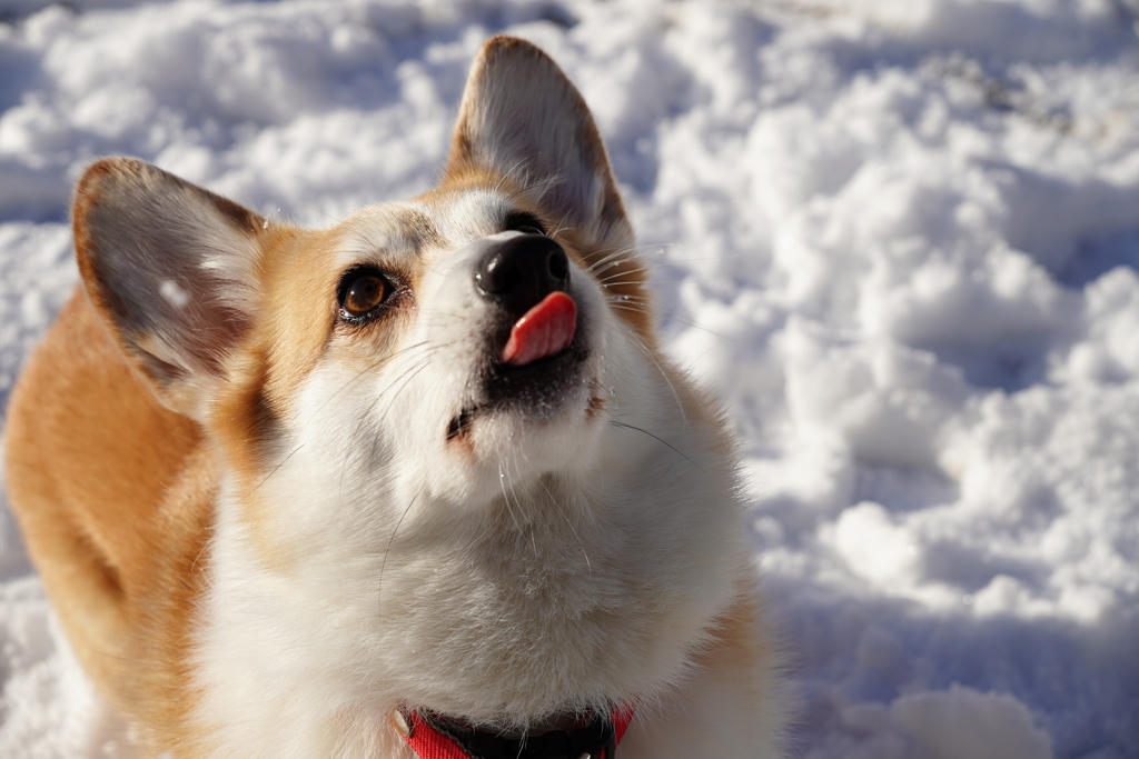 雪さんぽにて