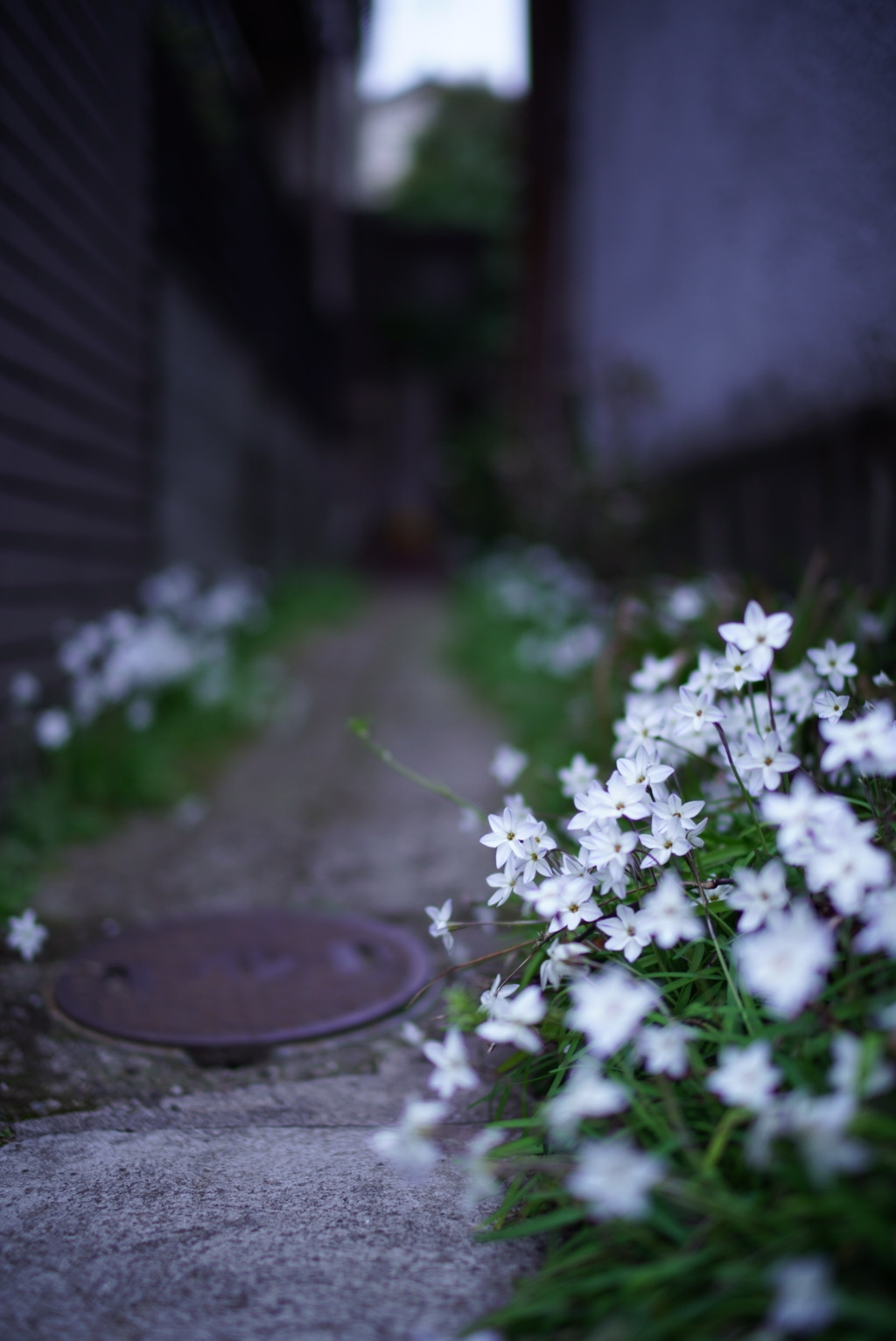 桜歩道にて。
