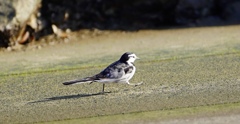 歩く鳥、にて。