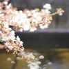 朝散歩、にて。