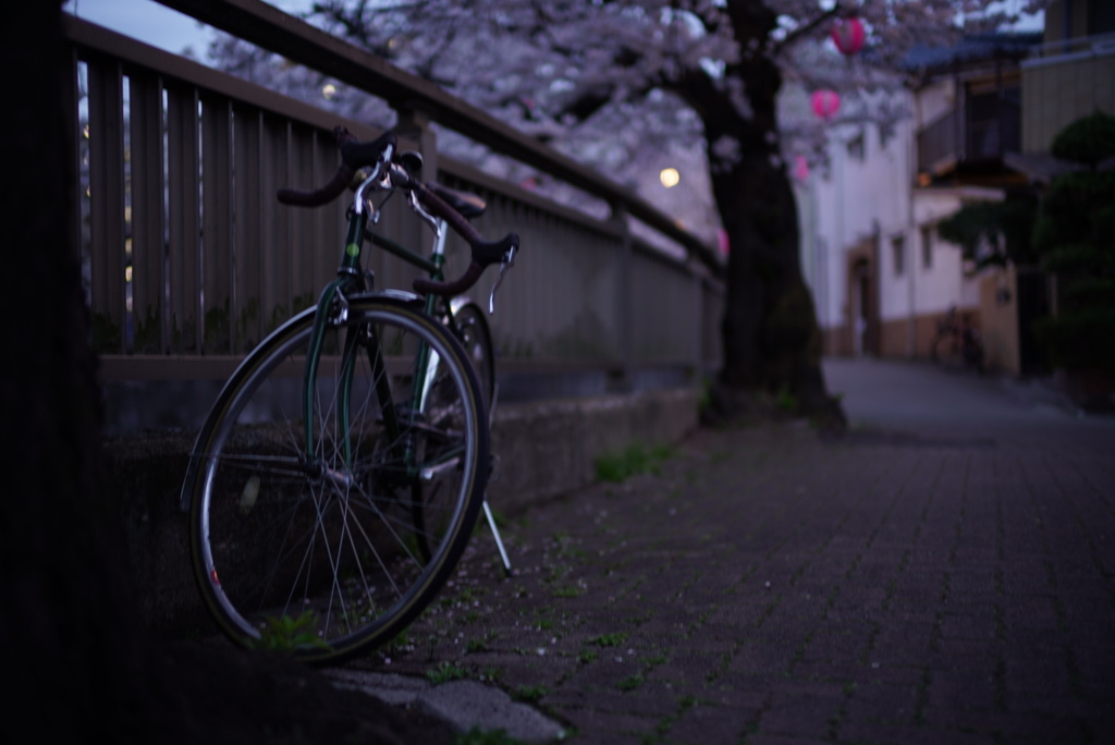 桜歩道にて。