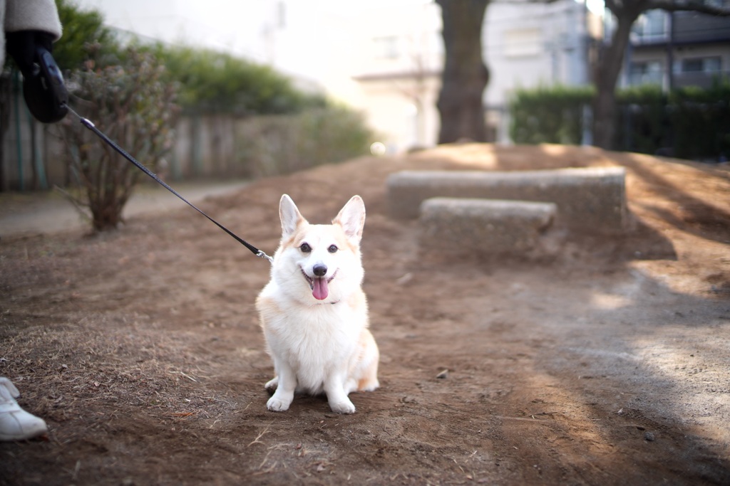 大好きな公園に来ました。