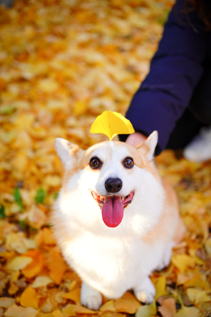 いちょう、にて。