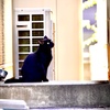 黒猫、にて。
